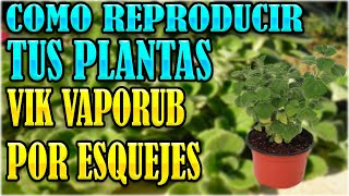 AUMENTAR tu planta de VIK VAPORUB POR ESQUEJES🌿 EL MEJOR METODO PARA HACER ESQUEJE DE VIK VAPORUB [upl. by Nilak]