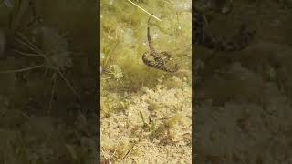 Nature can be brutal and thats also beautiful A viperine snake hunting a iberian green frog [upl. by Ducan]