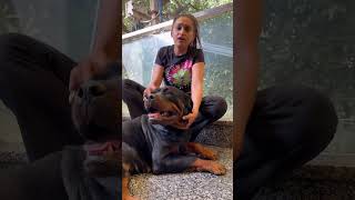 Rottweiler Bubzee Ka Jeena Mushkil Kiya Olla Ki Heat Ne shorts dogs rottweiler youtubeshorts [upl. by Fredrick601]