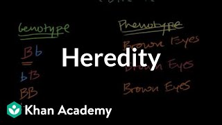 Introduction to Heredity [upl. by Winshell991]