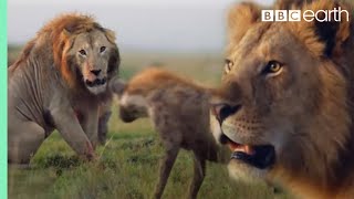 ONE HOUR of Amazing Animal Moments  BBC Earth [upl. by Araed]