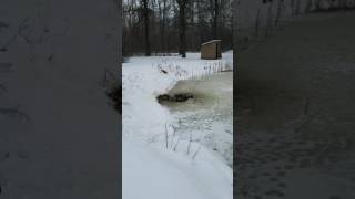 Pond heater  Ducks love it [upl. by Ainud]