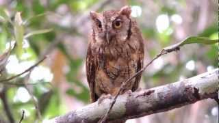 Tropical Screech Owl  Megascops choliba  Colombian Screech owl [upl. by Eidnyl]