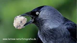 DohleBildershow Vögel in Deutschland [upl. by Siuraj]