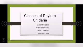 Classes of Phylum Cnidaria Class Hydrozoa Class Scyphozoa Class Cubozoa Class Anthozoa [upl. by Jamison]