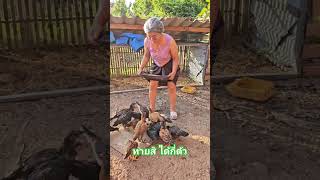 ได้กี่ตัวน้อยาย How many chickens do you think youll get ขำขำ funny ตลก comedy [upl. by Faubion]