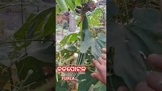 FURLABADAPOTALA Furla badapotal ବଡପୋଟଳ gardenmusic [upl. by Cailly]