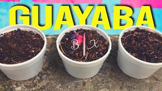 CÓMO SEMBRAR GUAYABA ROSA Y AMARILLA 🌱 [upl. by Diley]