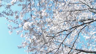 A spring stroll along a cherry sakura treelined path [upl. by Sparhawk]