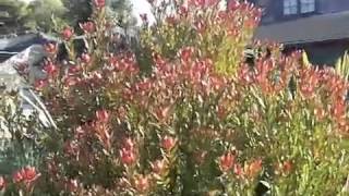 Leucadendron Safari Sunset  Red Cone Bush [upl. by Anayik593]