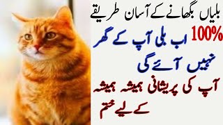 Billi bhagane ka tarika  billi ko ghar sy baghane ka tarika  ghar sy billi bhagane ka tarika [upl. by Biel327]