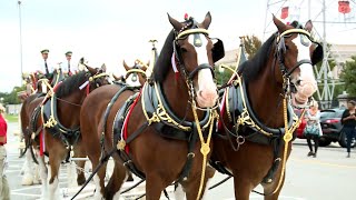 Budweiser Clydesdales to appear Thursday at Oklahoma State Fair [upl. by Anelehs138]