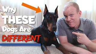 6 Ways Dobermans Are Different From Other Dogs [upl. by Taran]