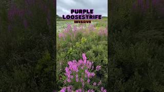 Pretty but Invasive  Purple Loosestrife shorts [upl. by Yeleak]