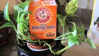 baking soda and molasses cancer protocol YouTube [upl. by Swamy]