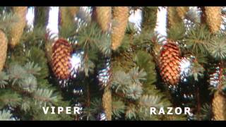 COMPARE Digiscoping images from Vortex Viper HD and Razor HD 65mm [upl. by Bury]