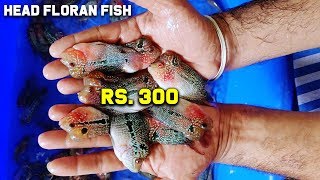 Most Expensive Head Floran Fish Cheapest price In Chennai  Floran Fish  Crazy Pets Tamil [upl. by Corilla]