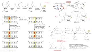 citosina desaminación luz ultravioleta alquilantes biología molecular biology [upl. by Wulfe]