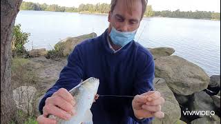 Georges River 2 I Fishing for Mullet [upl. by Neih792]