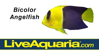 Bicolor Angelfish Centropyge bicolor  LiveAquariacom [upl. by Leggat]