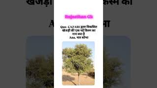 maruvriksh khejri rajasthanimportangk gkofrajasthan marupradesh statetree Studyspace138 [upl. by Ettolrahc]