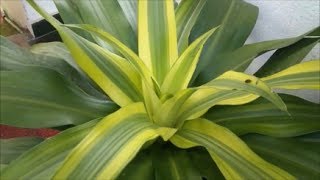 Dracaena Fragrans  Cornstalk Dracaena [upl. by Leirbma]