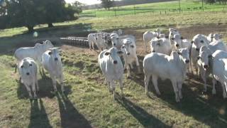 Impacto da pecuária sobre o efeito estufa  Dia de Campo na TV [upl. by Rosaleen]