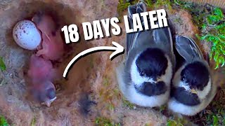 Incredible Transformation of Baby Chickadees From Hatch to Fledging [upl. by Sillad]