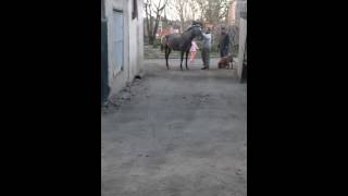 Caballo relinchando [upl. by Nur293]