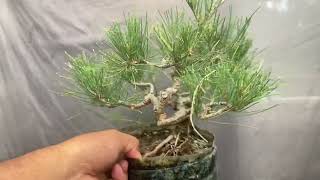 Casuarina from Cuttings [upl. by Rue]