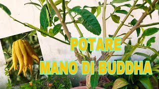 POTATURA MANO DI BUDDHA 🍋 E PROBLEMI CON MINATRICE E FITOFARMACI [upl. by Lebazi]