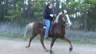 Racking Horses at Harrison County Gaited Horse Trail Ride [upl. by Broeker]