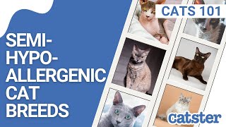 14 Semihypoallergenic cat breeds for people with cat allergies [upl. by Mitinger]