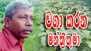 වගාකරන මන්ත්‍රීතුමා Talk With Saffron elawalu wagawa  wagakarana manthrithuma bandakka wagawa [upl. by Reagan]