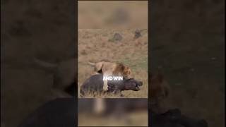 Unbeatable lion Scarface 🦁 factsinenglish animalfacts [upl. by Lugar]