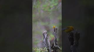 Prothonotary Warbler Exploring  Minute of Wildlife birds wildlife nature [upl. by Esinyt258]