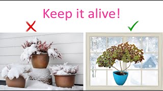 Coleus Overwintering A Comprehensive Guide [upl. by Krischer576]