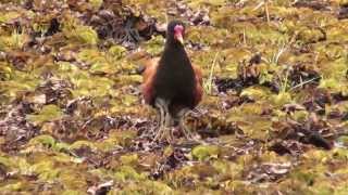 8 legged jacana [upl. by Mozza]