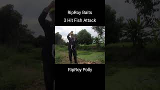 3 Hit Fish Attack เหยื่อยางRipRoy Polly riproybaits fishing ตกปลา riproypolly [upl. by Helman]