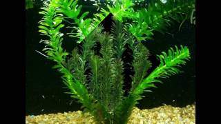 Anacharis Elodea Egeria Densa ADA Easy Live Fish Aquarium Pond Plants Java Moss [upl. by Nireves200]