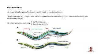 C elegans Development Part 2 CSIR NET TNSET GATE Life Science BSc MSc Biology [upl. by Ennovahc]