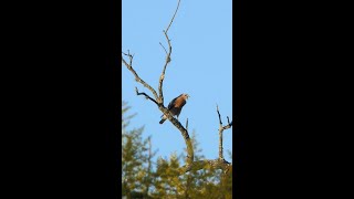 Redshouldered Hawk calls before night falls [upl. by Llenyt502]