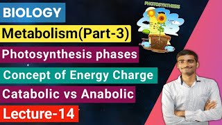 Biology Lecture14 Metabolismpart3Photosynthesis phases Catabolic vs Anabolic Energy charges [upl. by Deadman]