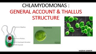 Chlamydomonas Gen Acc Thallus structure BY NAZEEB SAMEER [upl. by Hercule]