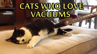 Cats Who Love Vacuums 2015 NEW [upl. by Clyte157]