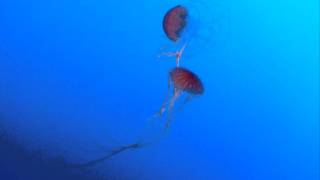 Pacific sea nettle New York Aquarium [upl. by Arej975]