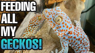 FEEDING MY PET GECKOS Crested geckos Tokays leaf tails and more [upl. by Toor]