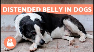 Why Is My DOGS BELLY SWOLLEN and HARD 🐶 5 Causes and Treatment ✅ [upl. by Enelrac]