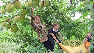 Harvesting upland peaches to sell cleaning weeding around the house [upl. by Arreik]