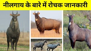 Nilgai Animal Behaviour  nilgai ke bare mein rochak jankari  Facts About Nilgai Wildlife in Hindi [upl. by Herrah57]